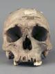 human skull without mandible