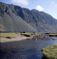 Sheep grazing on the shores of wastwater, the screes behind